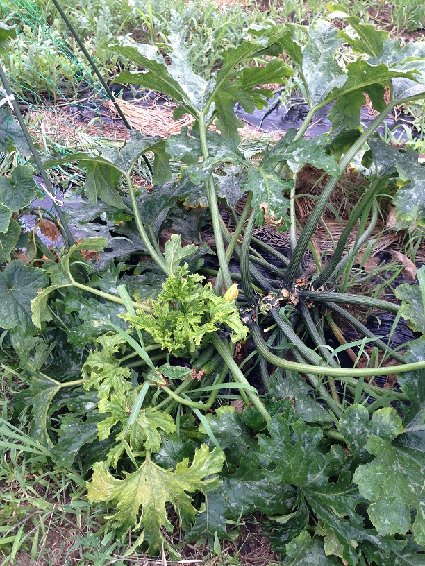 ズッキーニ ベジ食ベル 家庭菜園クラブ