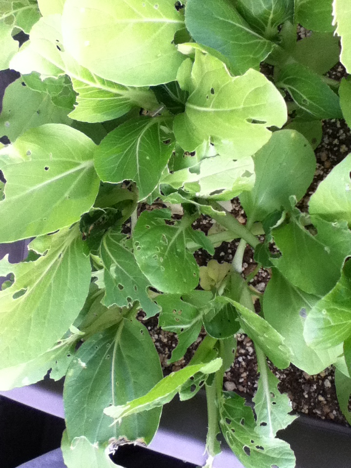 チンゲン菜 ベジ食ベル プランター菜園クラブ